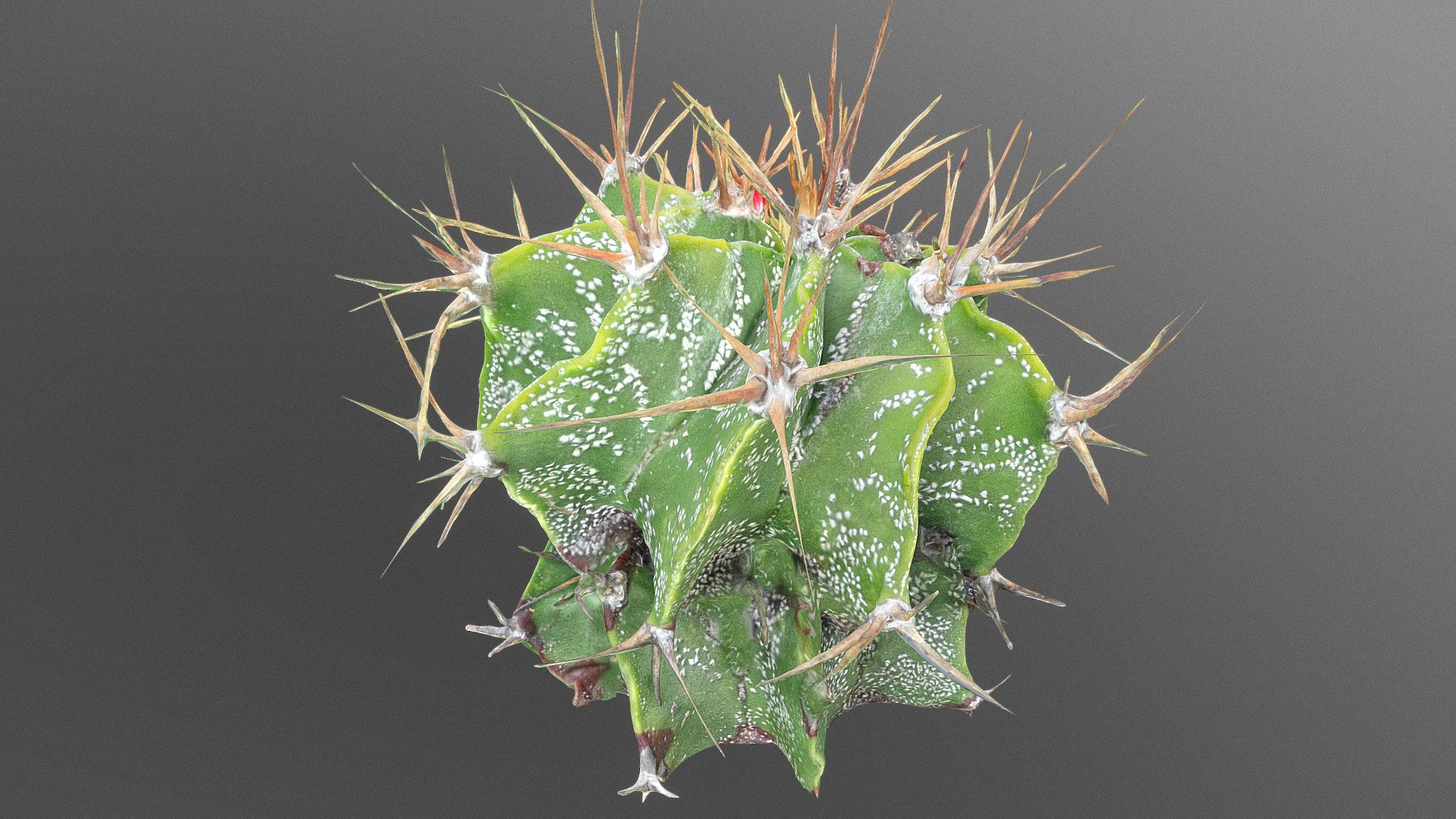 White speckled cactus