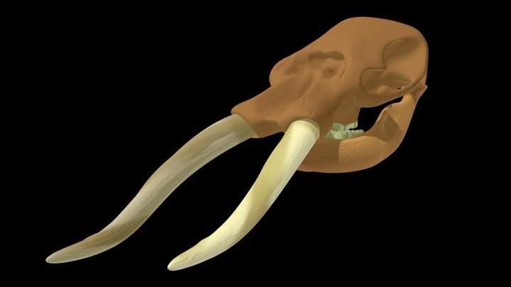 CRANEO_Cuvieronius hyodon 3D Model
