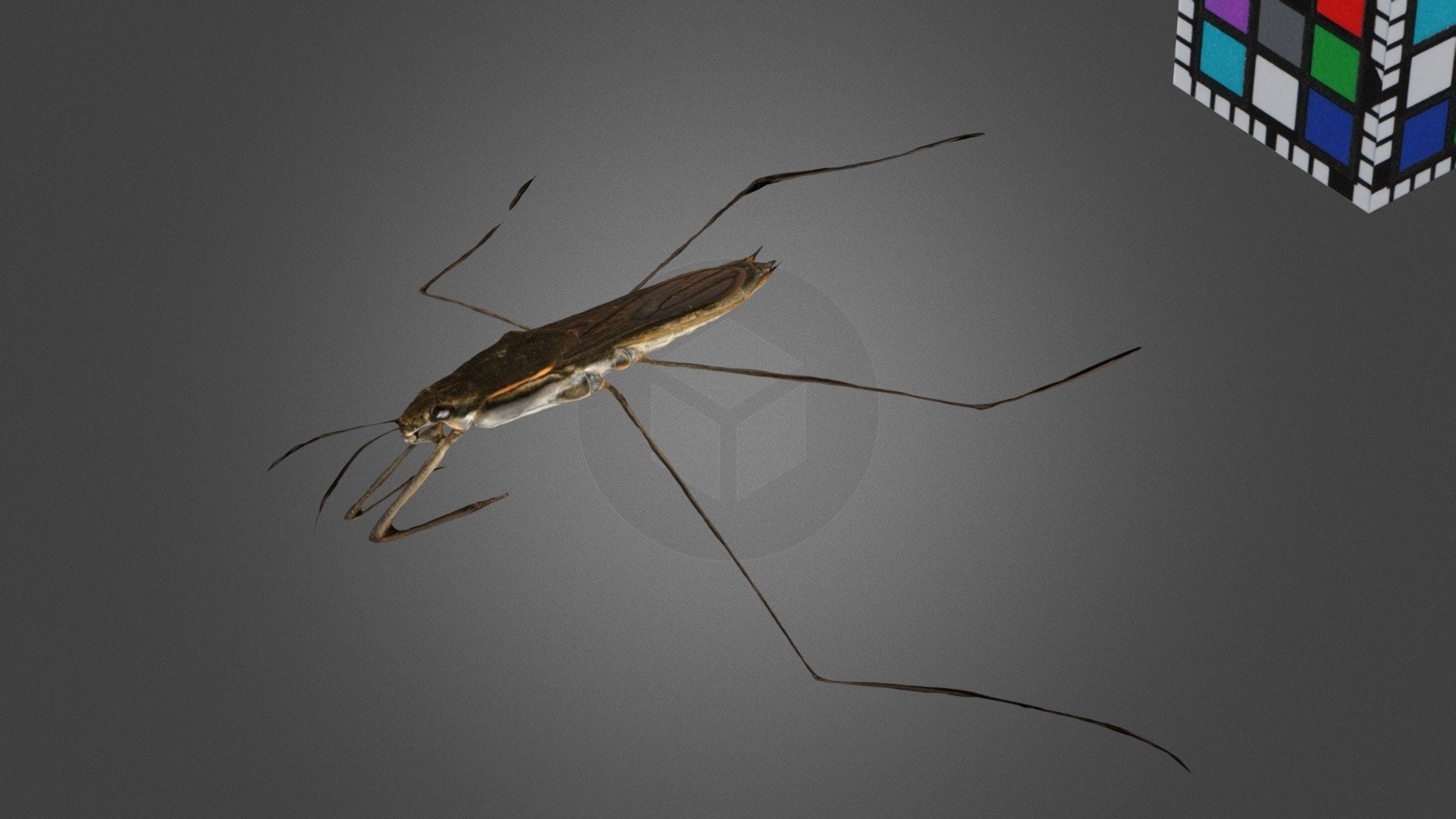 CC0 アメンボ ♀ Common Water Strider, A. paludum — Sketchfab embed 3D viewer