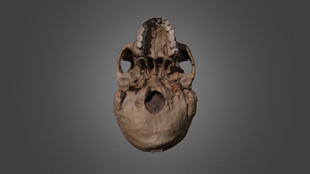 Human Male Inferior View 3D Model