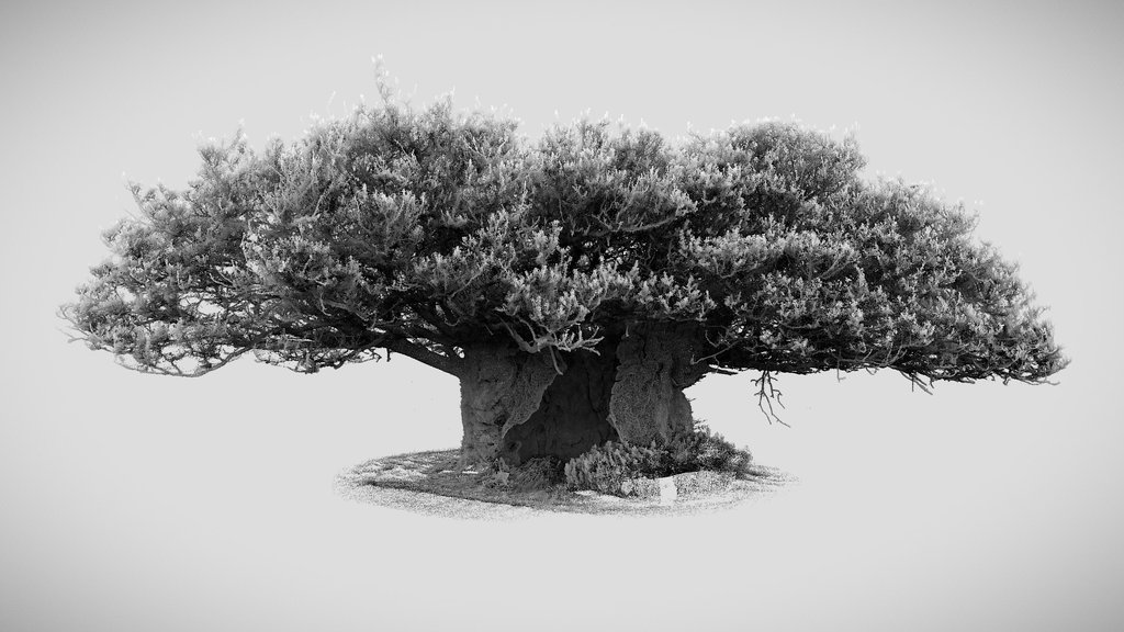 The Queen Elizabeth oak, Cowdray Park