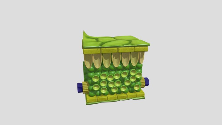 Plant ANATOMY 3D Model