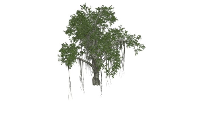 Chinese Banyan Tree #08 3D Model