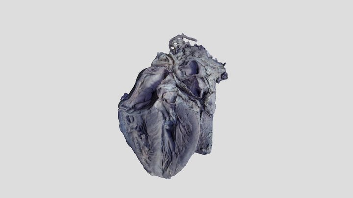 Human-heart 3D models - Sketchfab