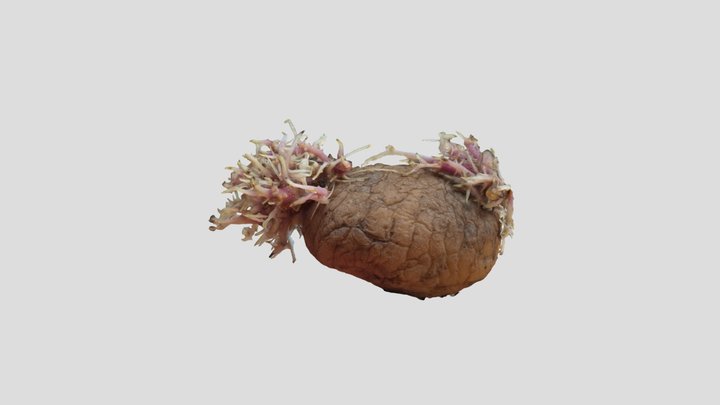 Potato Growth - single 3D Model