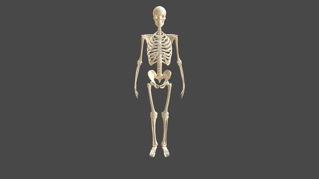 Squelette 3D Model