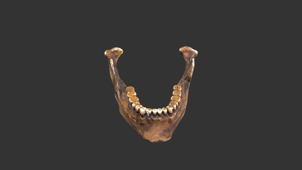 Homo sapiens (Cro-Magnon I) Skull (1979rp16-2)