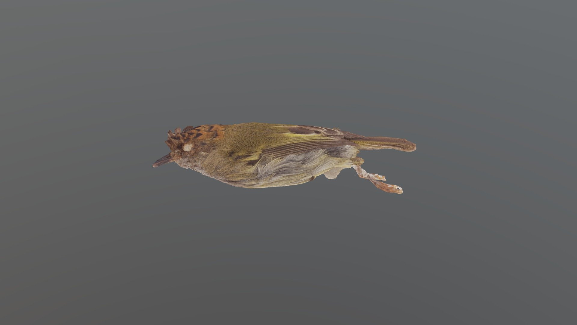 Scale-crested Pygmy Tyrant-Lophotriccus pileatus