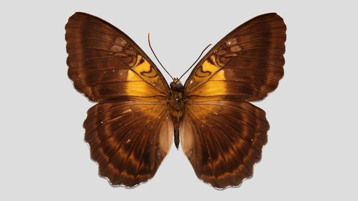 YPM ENT.710071 Butterfly, Parthenos aspila