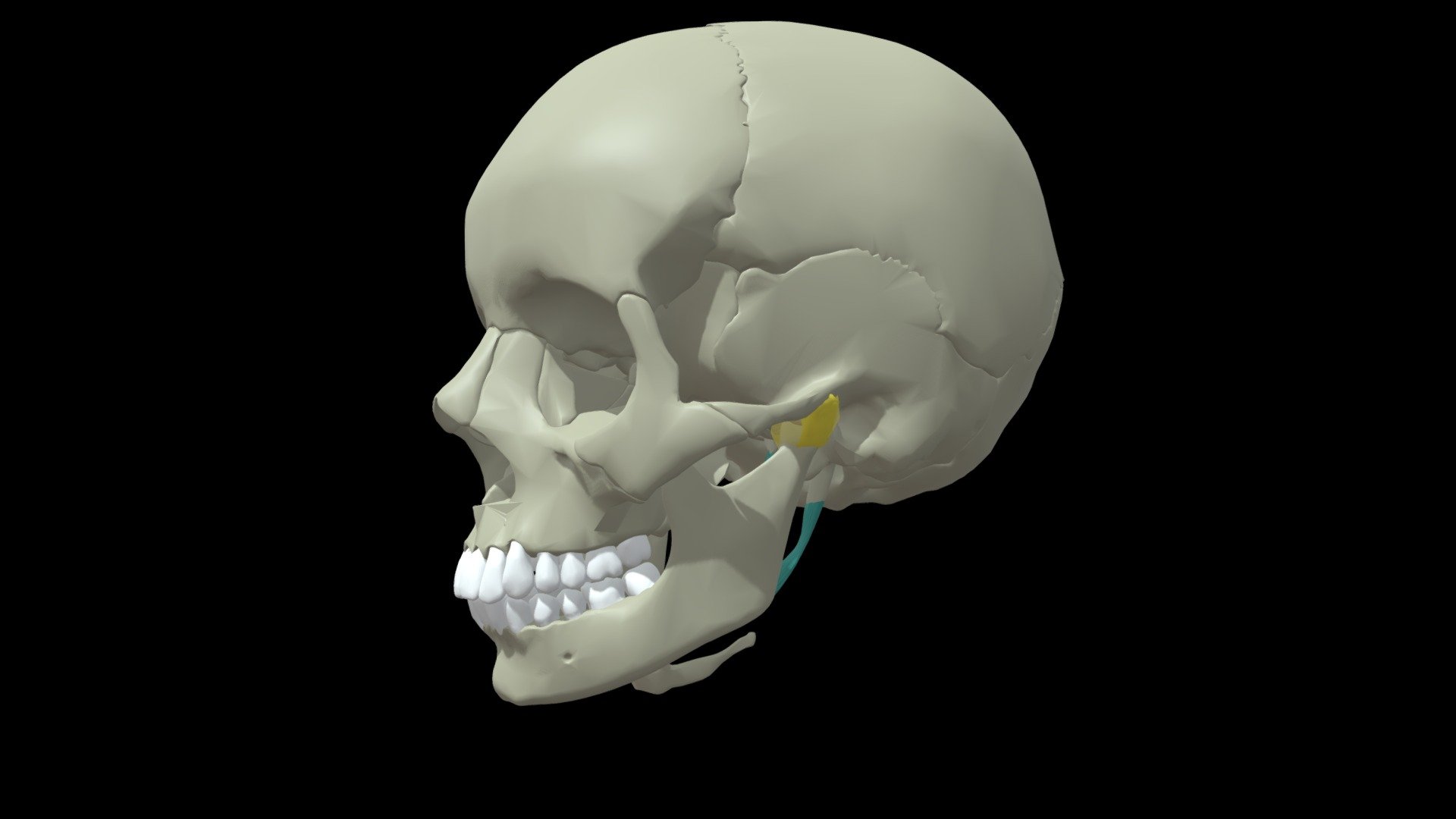 Supportive Structures of the TMJ - Download Free 3D model by Mary  Orczykowski (@anatomary) [64f8463]
