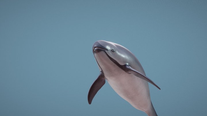 Female vaquita (Phocoena sinus) 3D Model