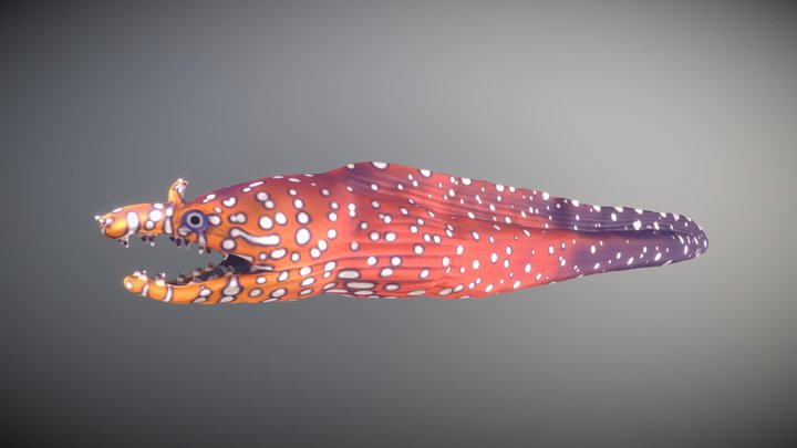 Hawaiian Dragon Moray Eel 3D Model