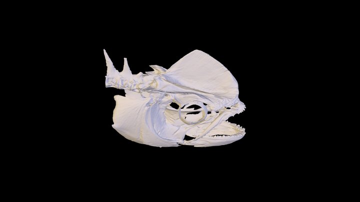 Mahi mahi skull 3D scan 3D Model