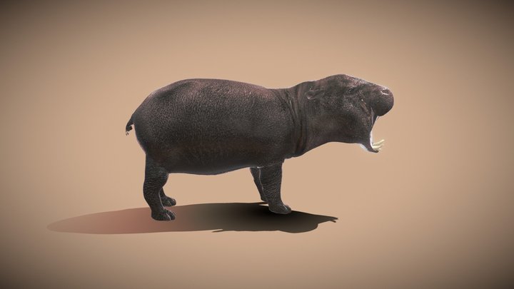 Hippopotamus 3D models - Sketchfab