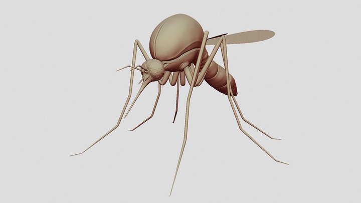 Mosquito Sculpt 3D Model