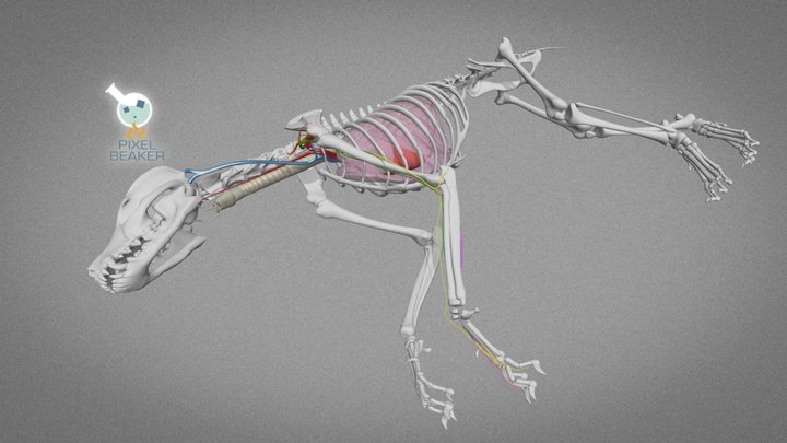 Canine Brachial Plexus Nerve Block 3D Model