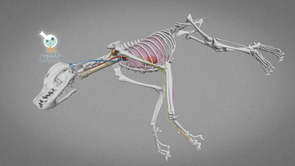 Veterinary anatomy A 3D model collection by sregnault Sketchfab