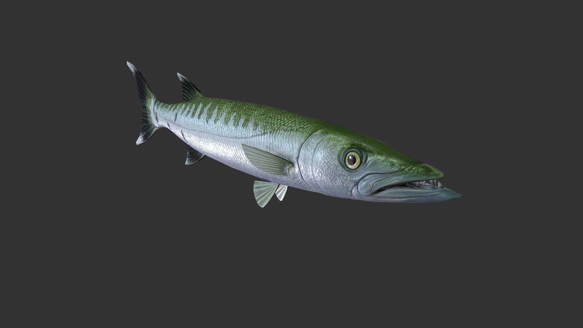 Barracuda