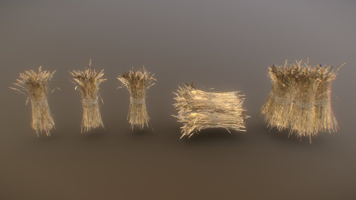 Wheat Crops 3D Model