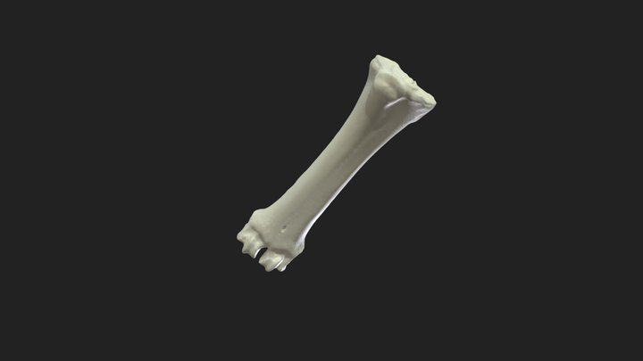 Metacarpal_bones 3D models - Sketchfab