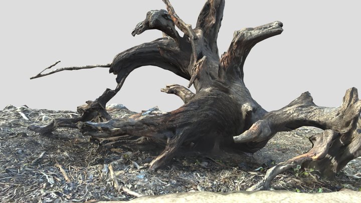 Tree Trunk 3D Model