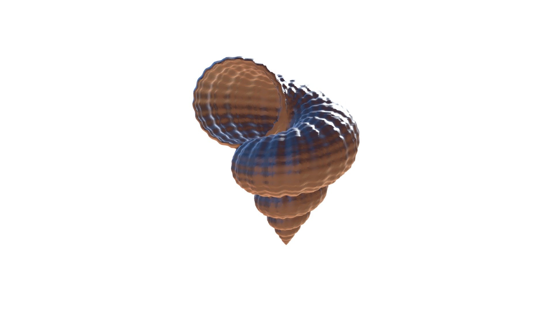 Shell - 3D model by Lana (@lanablum) [65144b0] - Sketchfab