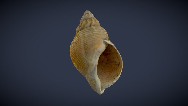Sea Snail Shell