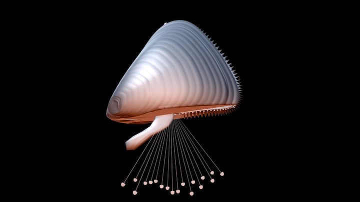 Zebra Mussel 3D Model