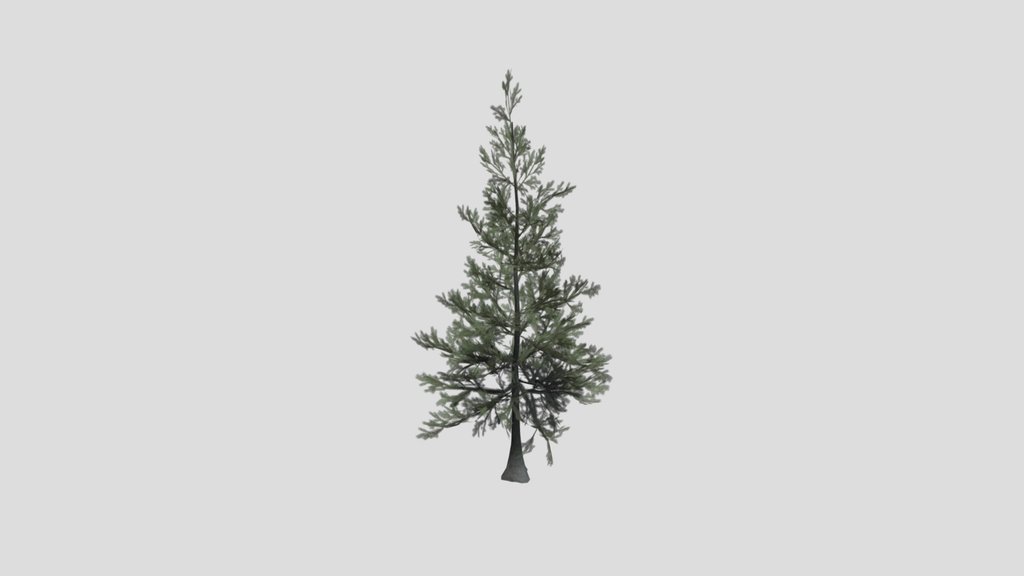 Tree Sabalpinefir D1
