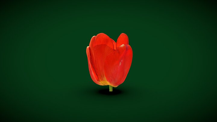 Red Tulip