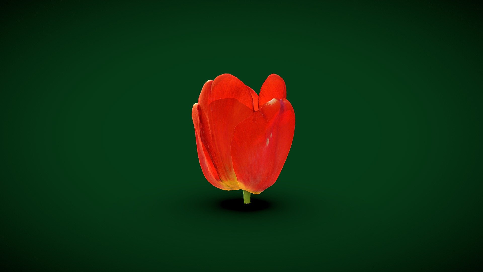 Red Tulip