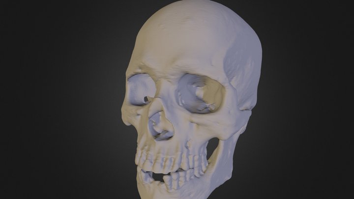 Human Skull (untextured) 3D Model