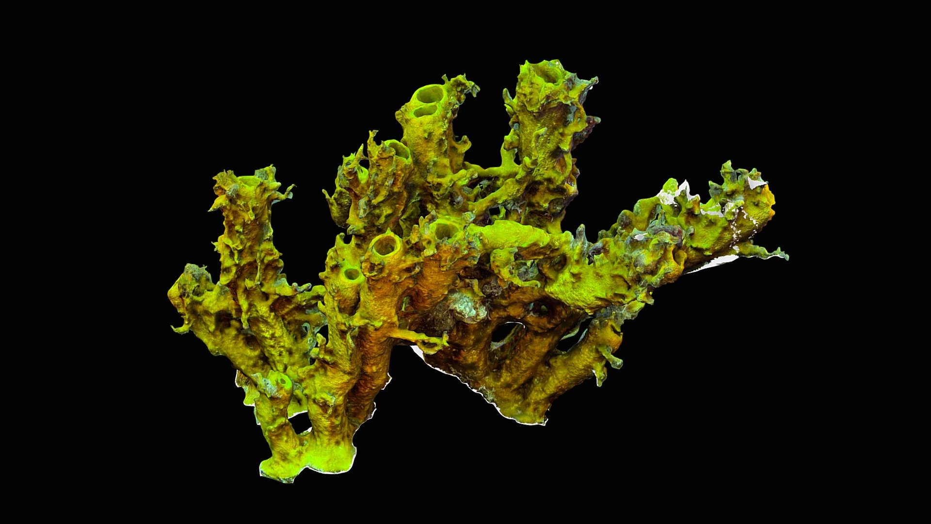 #49: Aplysina insularis