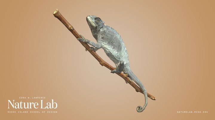 Chameleon – Free 3D Model STL