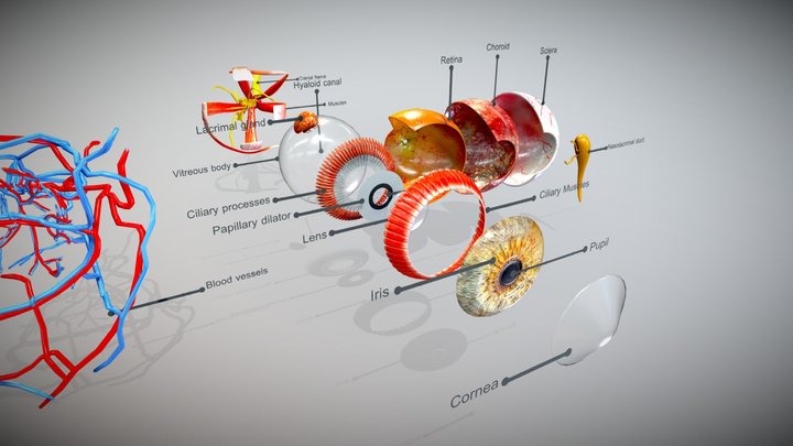 Complete Eye Anatomy 3D Model