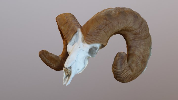 bovey2 3D Model