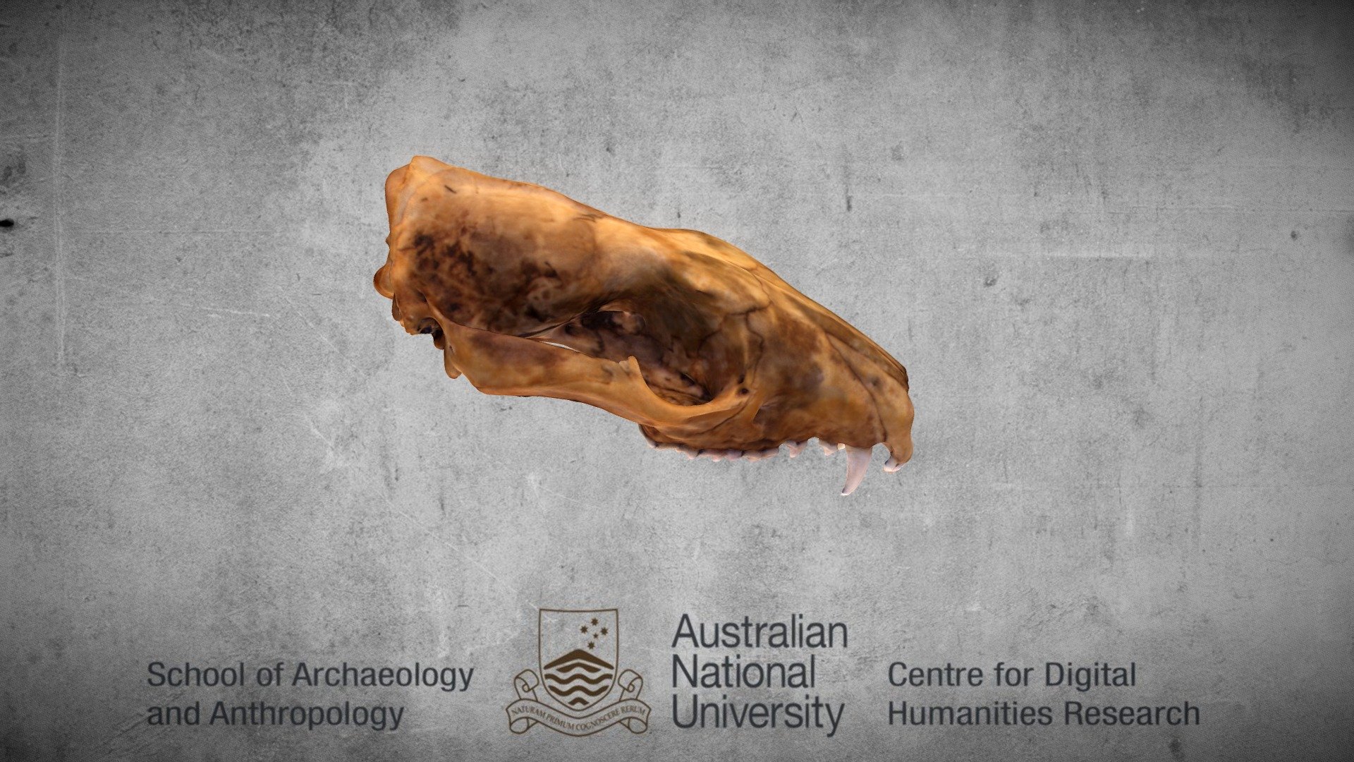 Quoll Dasyurus