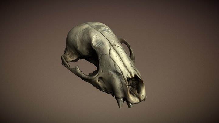 Racoon Skull 3D Model