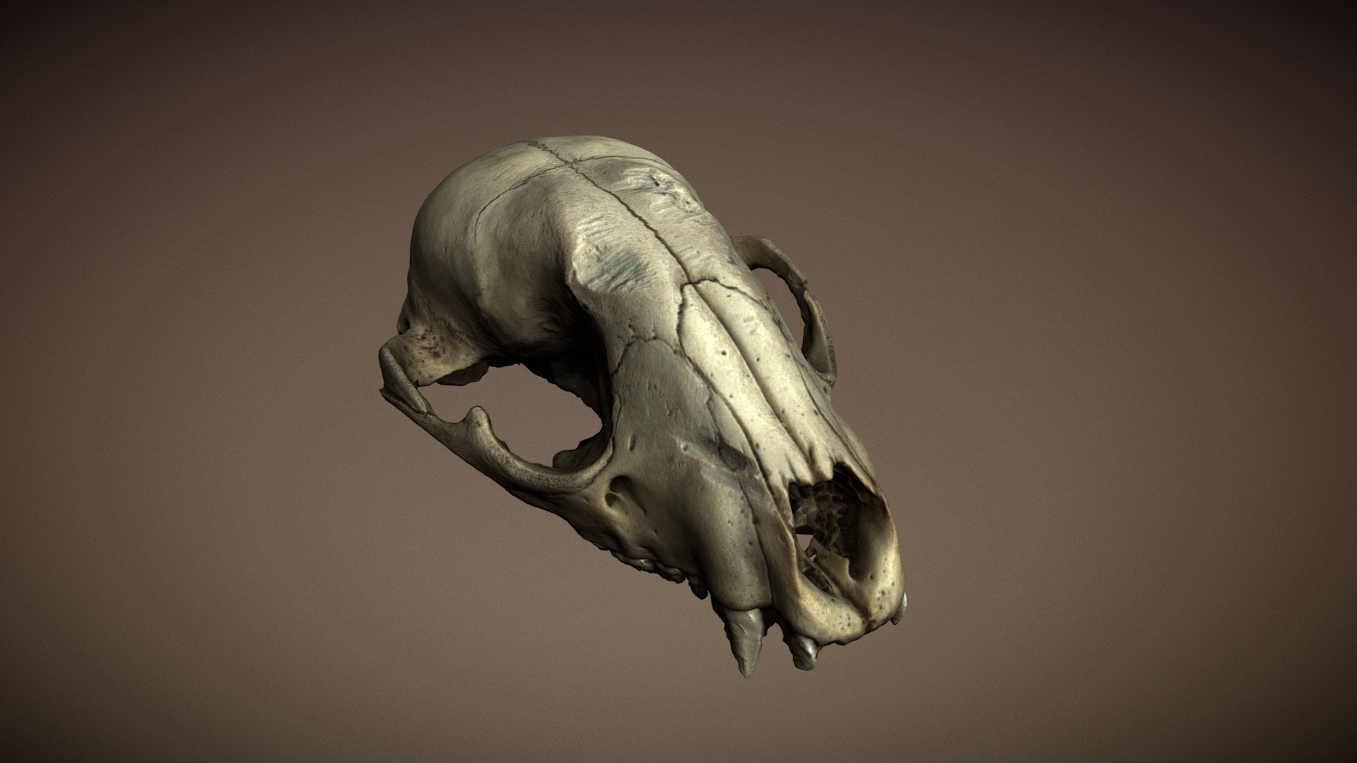 Racoon Skull - 3D model by rspiering (@rhinobot) [652af4e] - Sketchfab