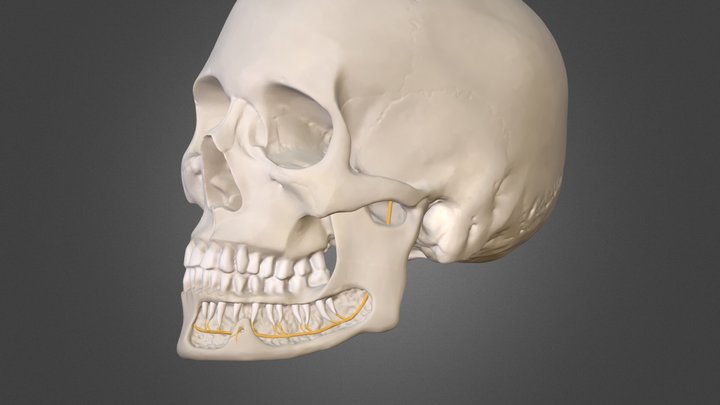 Skull, mandible and the inf. alveolar nerve 3D Model