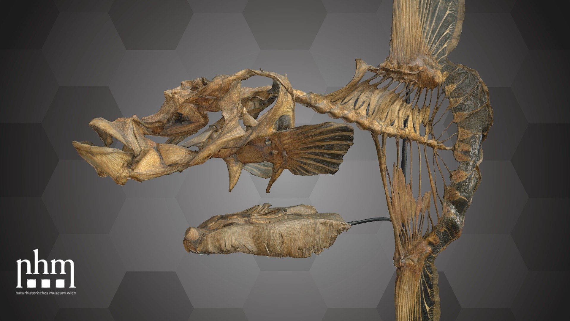 Sunfish Skeleton (NHMW-Zoo-FS 95125) - Download Free 3D model by