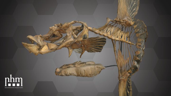 Sunfish Skeleton (NHMW-ZOO-FS-95125) – Free 3D Model STL