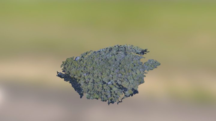 Awakiki-Catlins Forest 3D Model