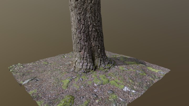 Photogrammetry Testing: Pine Tree 1 3D Model