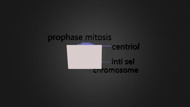 Prophase Mitosis 3D Model