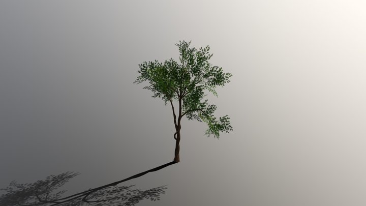 White oak 3D Model