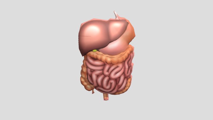 Organ Dalam 3D Model
