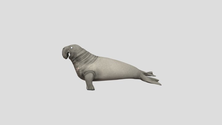 Elephant seal – Modèle 3D gratuit STL