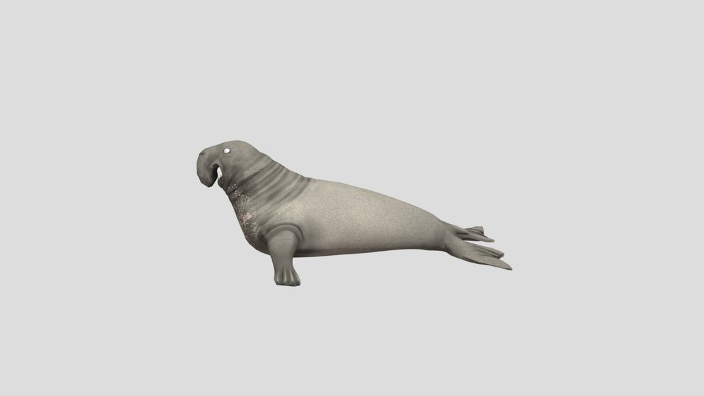 Elephant seal