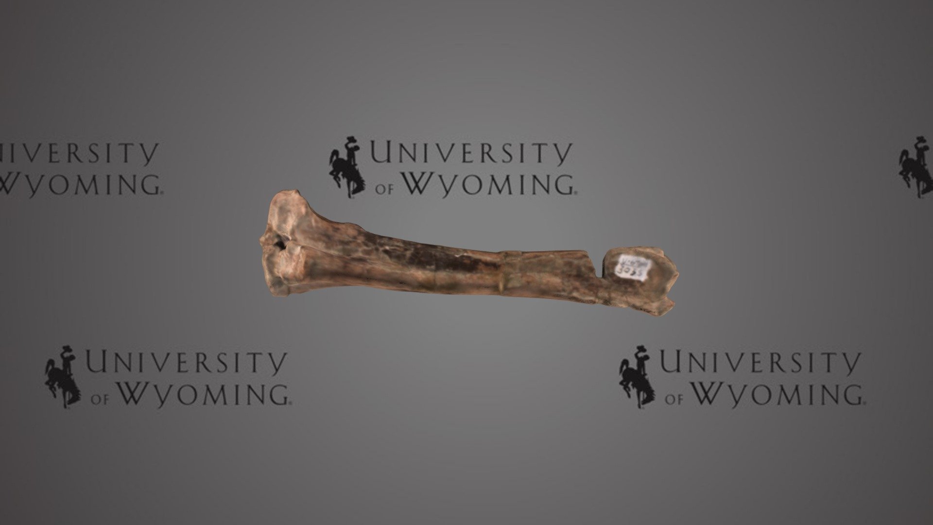 UW 3035, A - Hyrachyus sp.